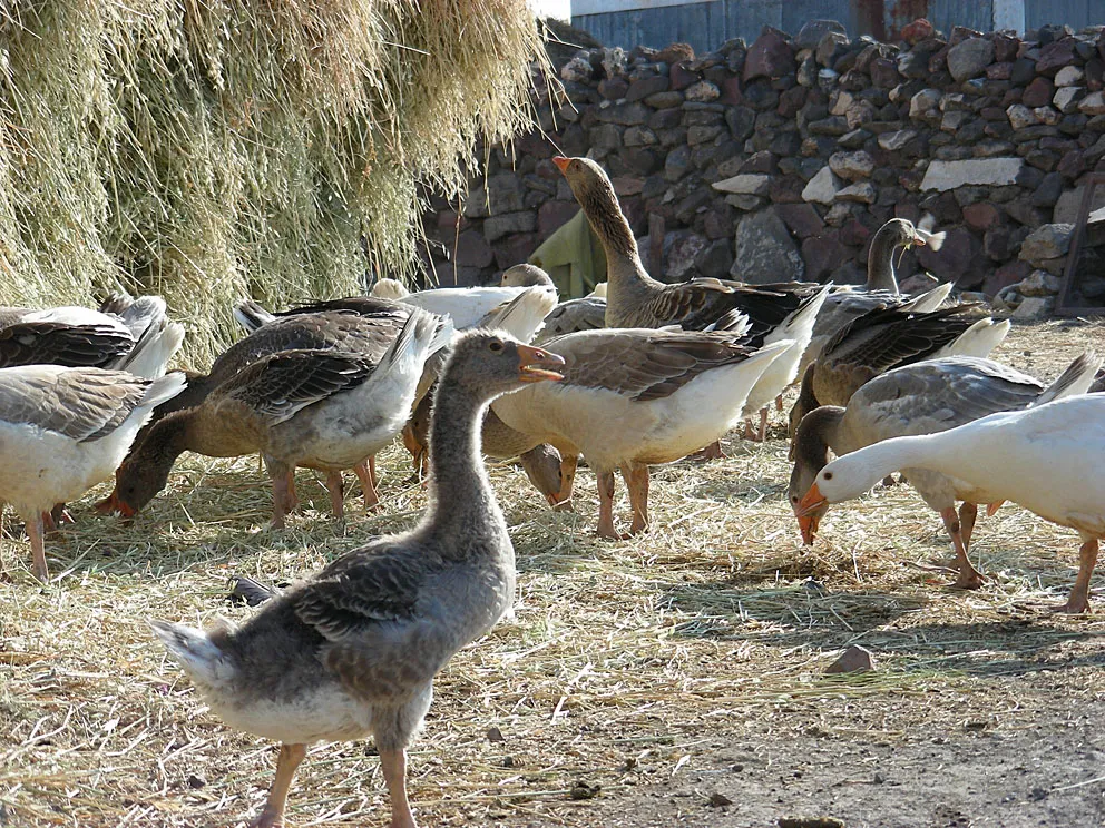 Görsel