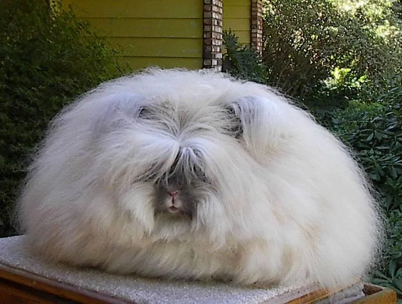 Görsel