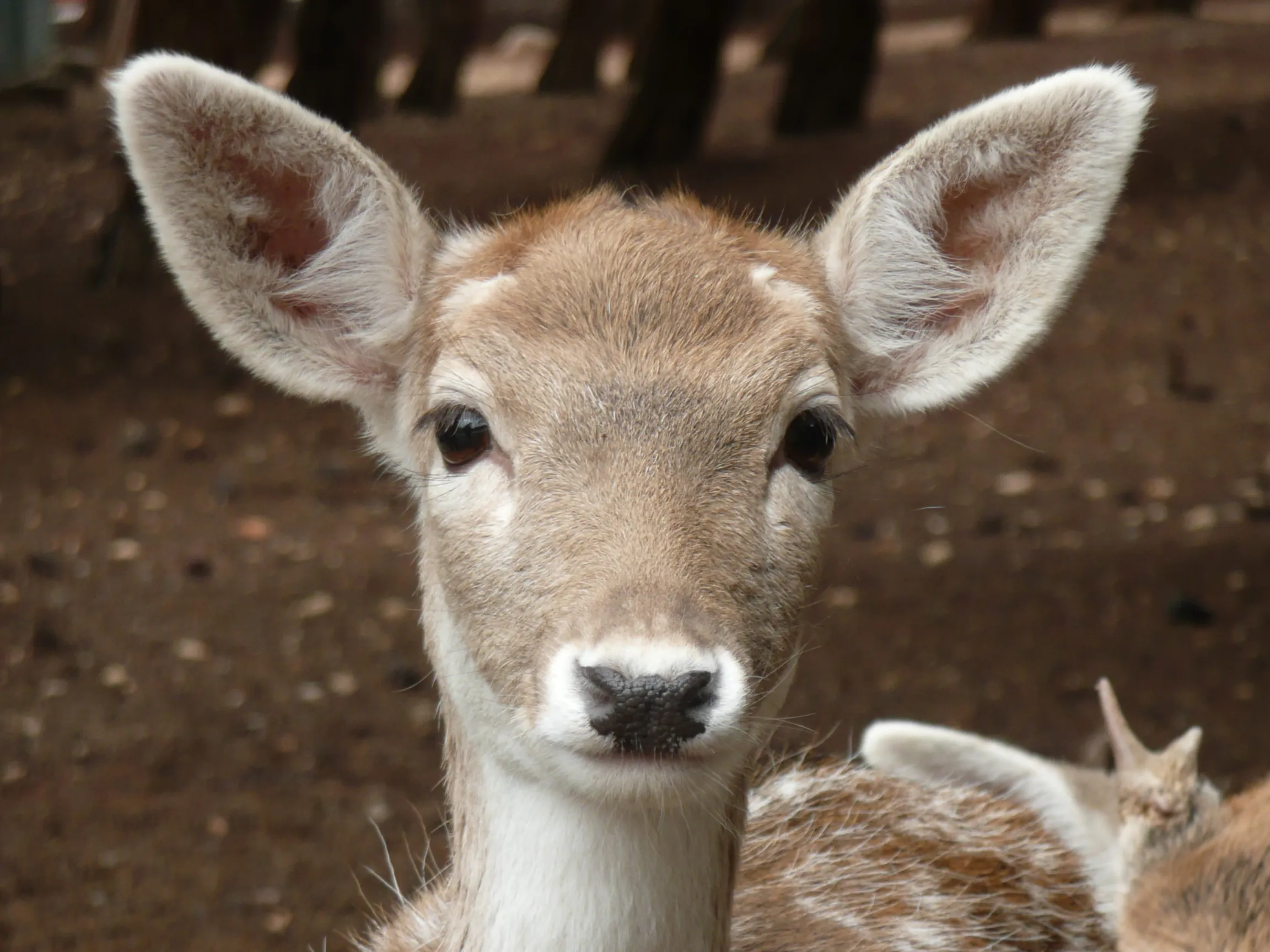 Görsel