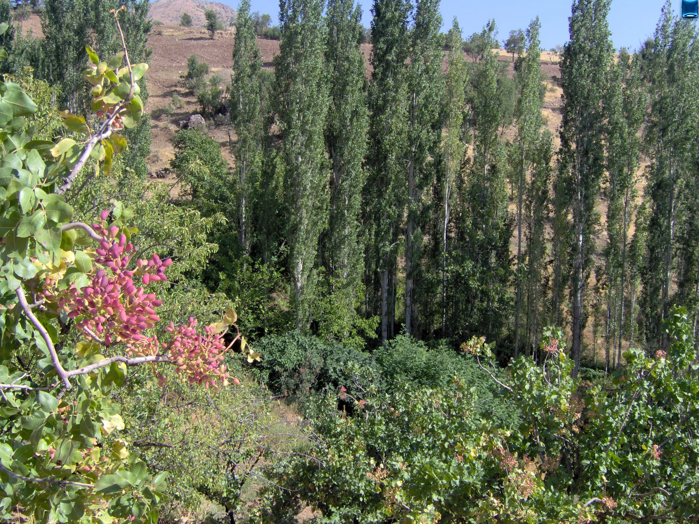 Alveren de fıstık