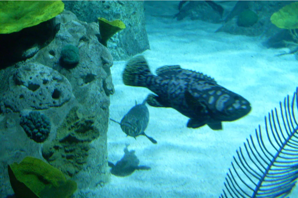 Görsel