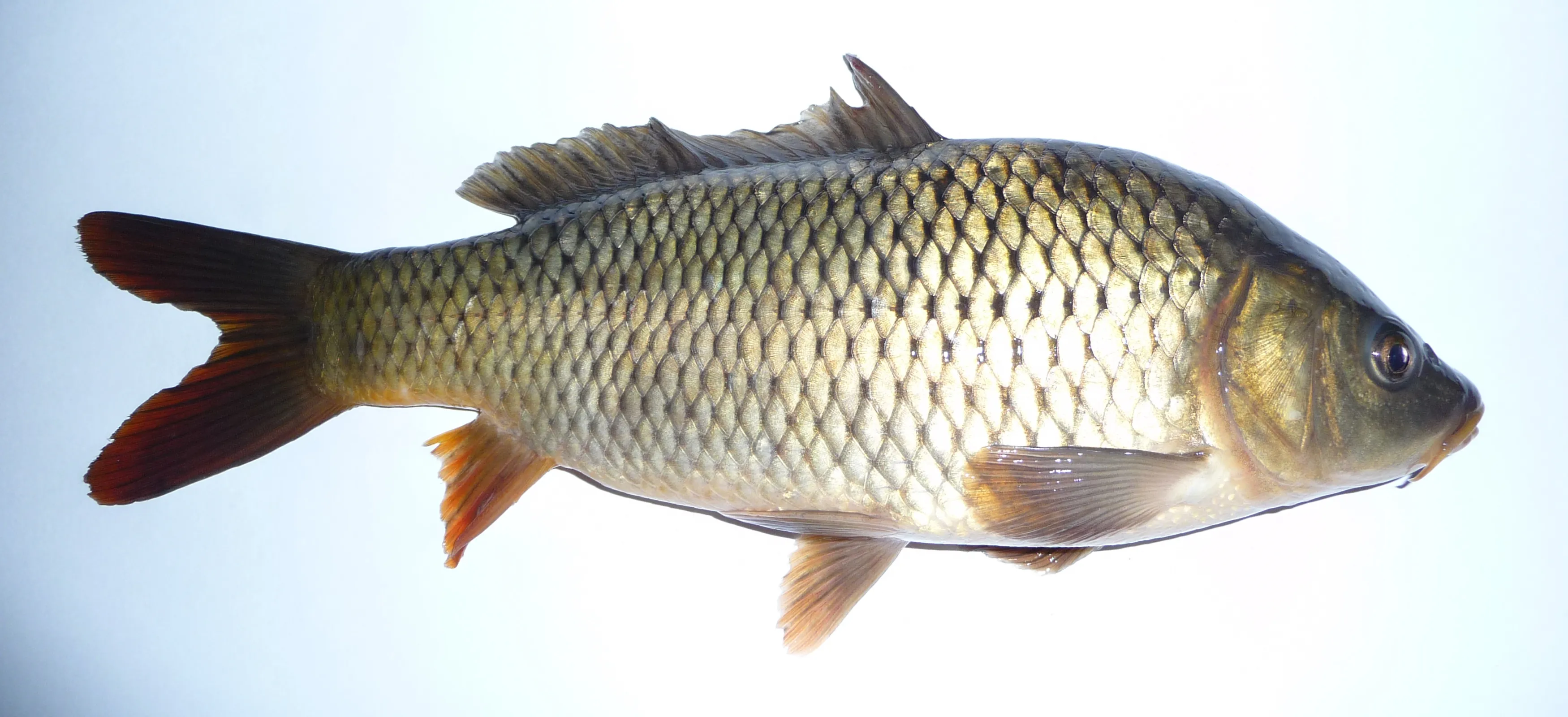 Görsel