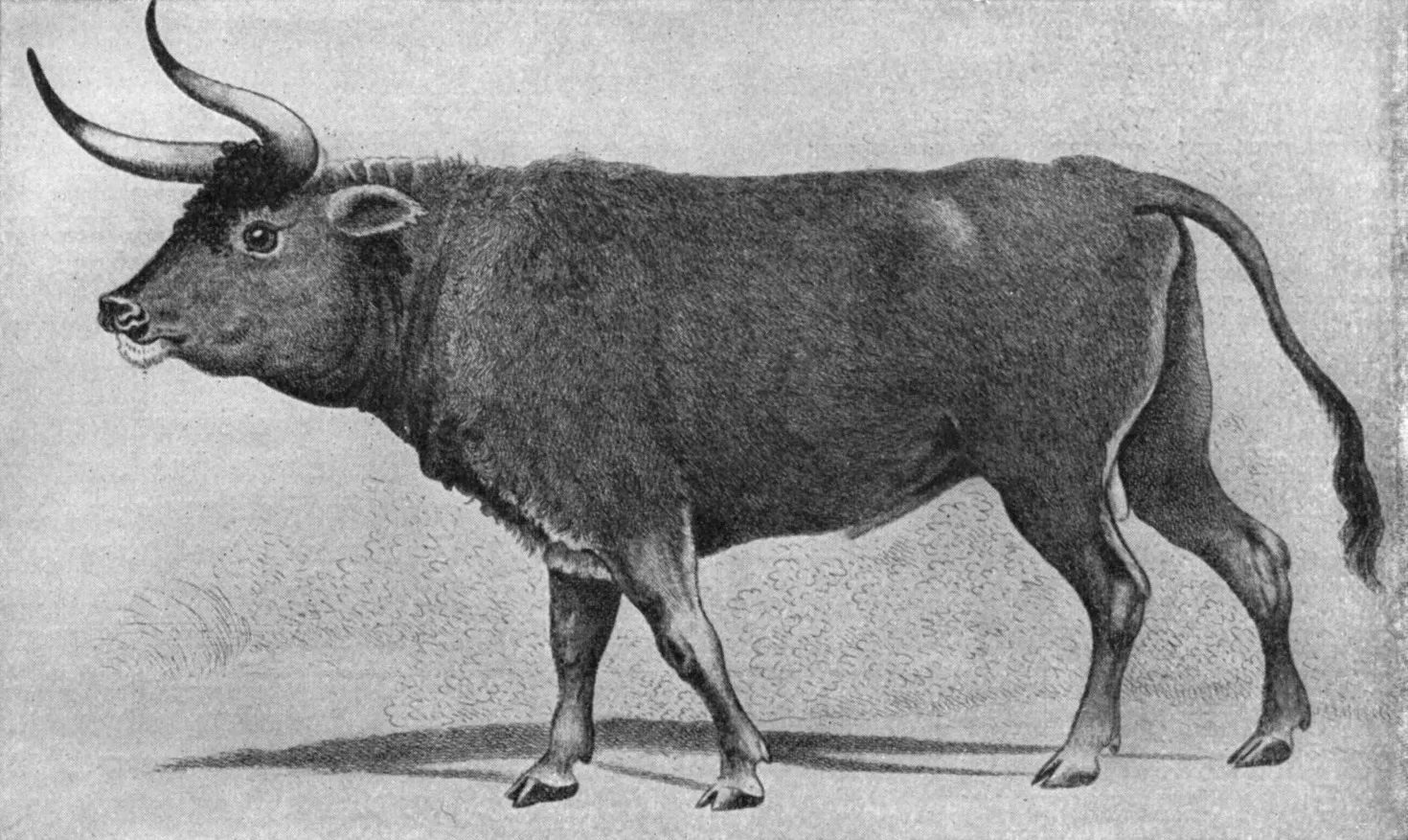 Görsel