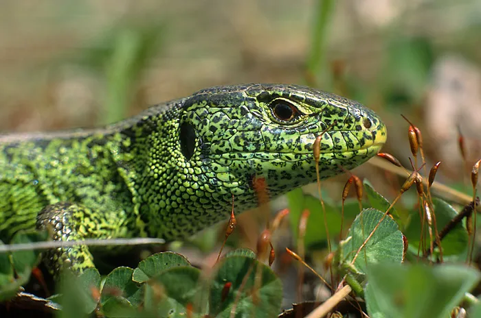 Görsel