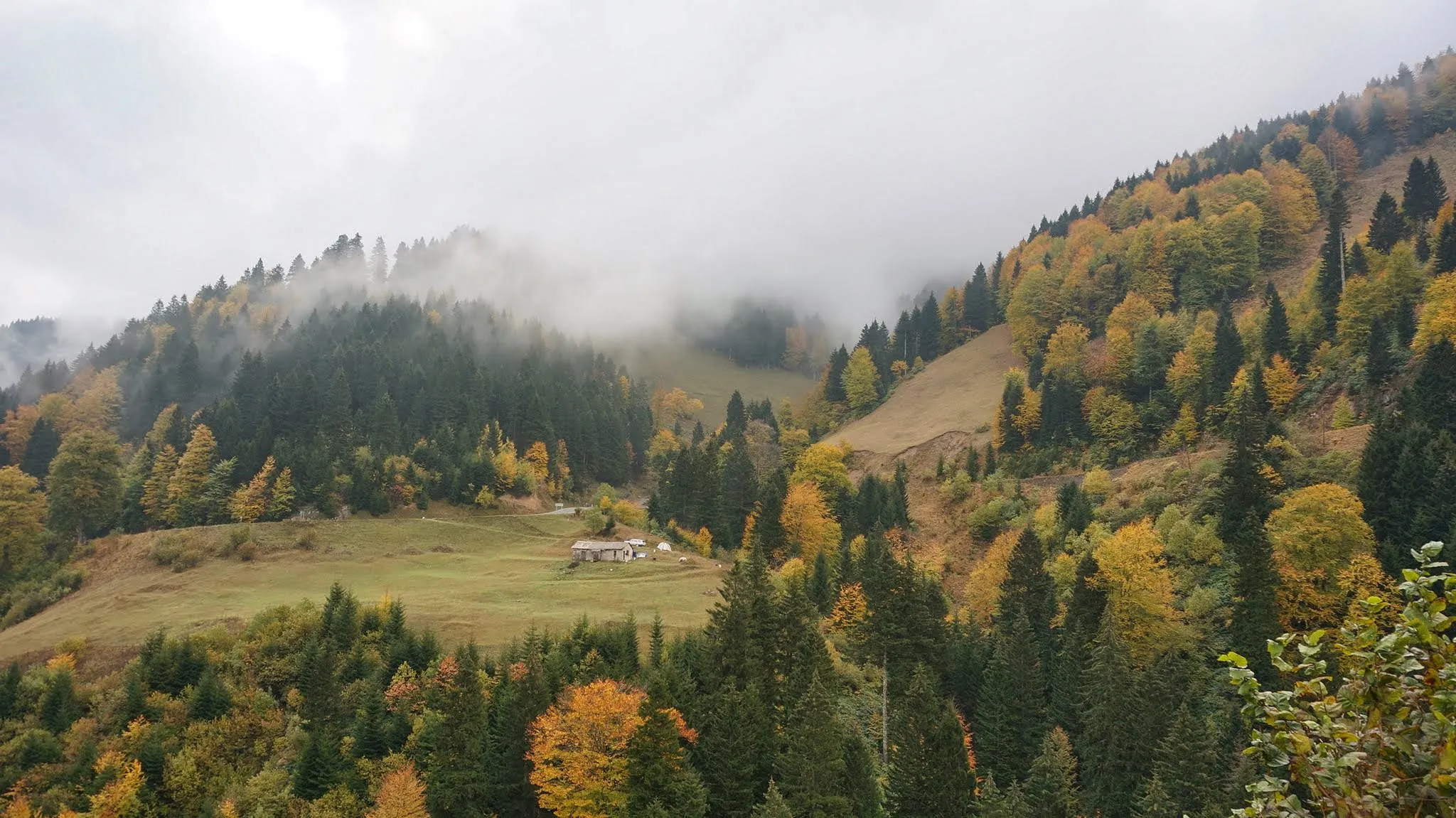 Forests
