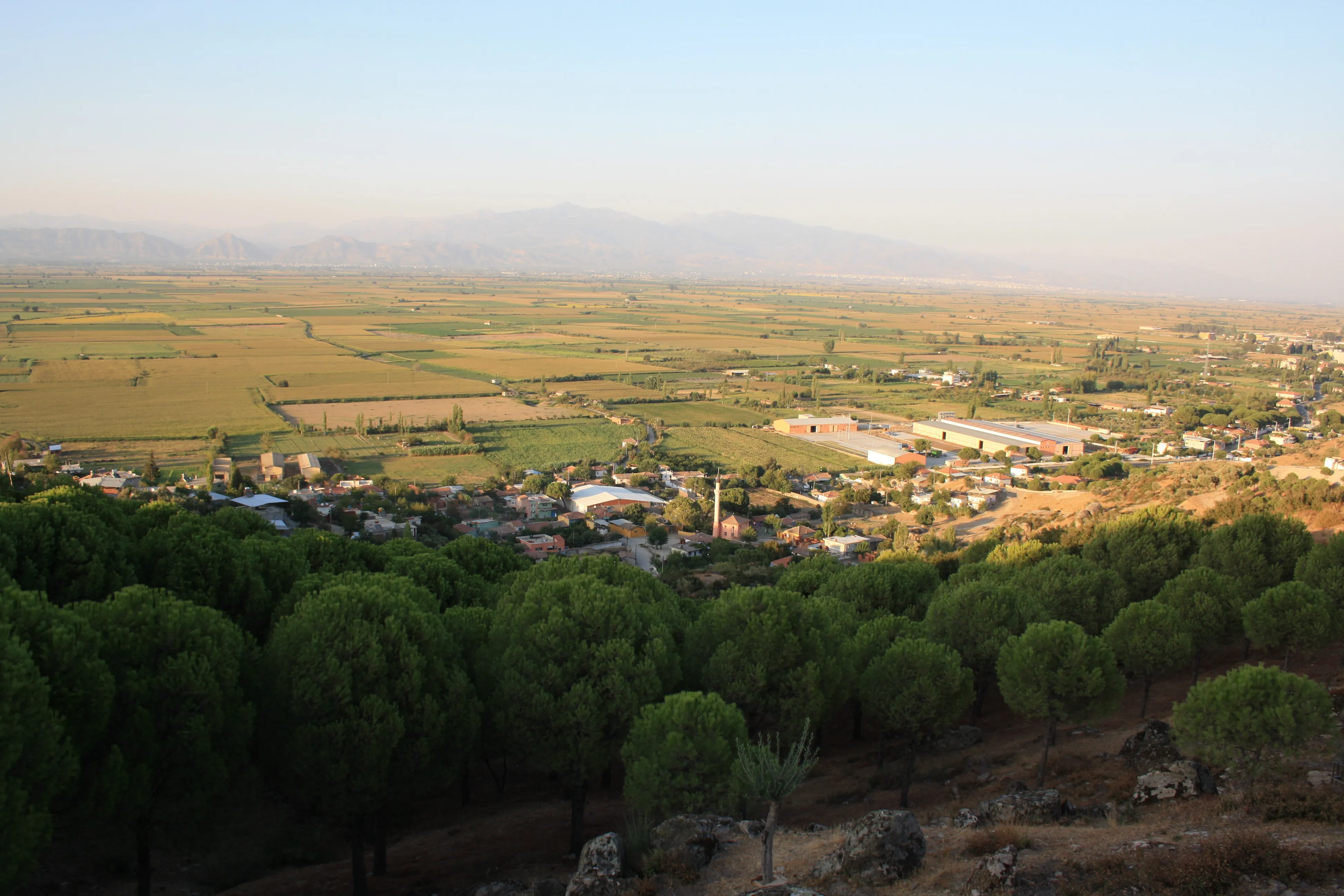 Çam ağaçları