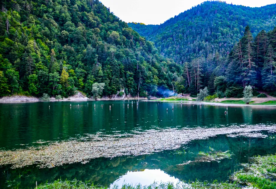 Sülüklü Göl su içerisindeki Çam Ağaçları