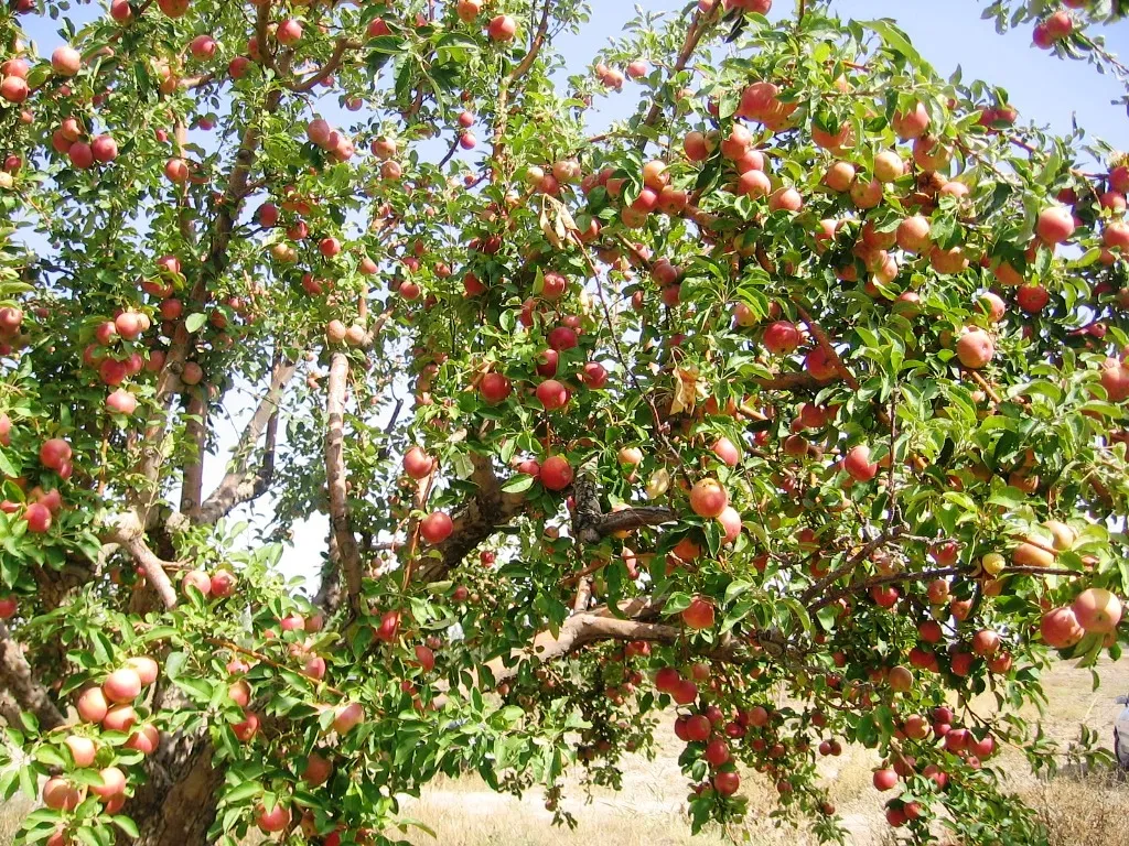 Yahyalı elması